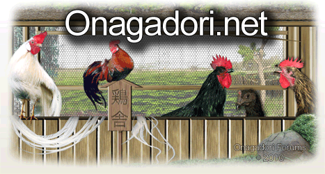 Japanese Long-Tailed Fowl 3.jpg